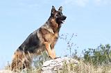 BERGER ALLEMAND 112